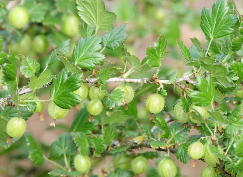 Jasnozielone owoce agrestu na krzaku gotowe do letnich zbiorów, spożycia i przechowywania