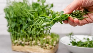 Sprawdź, dlaczego warto uprawiać mikrolistki groszku wąsatego.