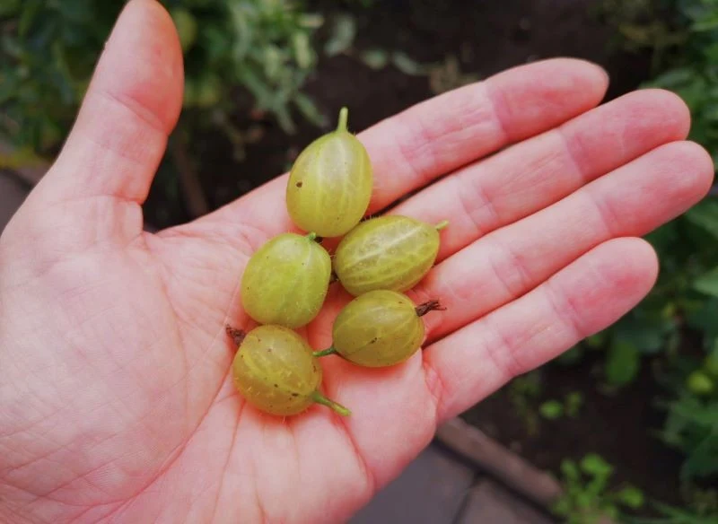 Dojrzały agrest można jeść prosto z krzewu, ale nadaje się też na soki czy do wypieków