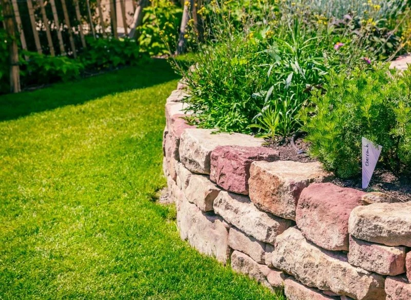 Równo rozsiane nasiona stworzą gęstą, zwartą darń o zdrowym wyglądzie, która pięknie wypełni przestrzeń w twoim ogrodzie