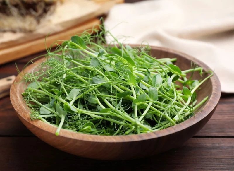 Jak wykorzystać mikrolistki groszku wąsatego w kuchni