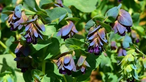 Niebieskie kwiaty na rabatę. Wysiej teraz, lazurem pokryją ogród wiosną i latem