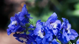 Ostróżka ogrodowa to roślina jednoroczna, która charakteryzuje się spektakularnym kwitnieniem nawet dwa razy w roku.