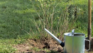 Już w lutym nakarm porzeczki specjalnym nawozem. Zbierzesz rekordowe plony