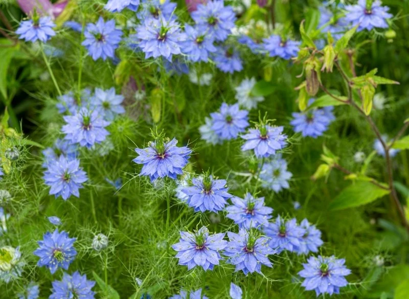 Czarnuszka wyróżnia się niebieskimi kwiatami, a jej nasiona wykazują właściwości lecznicze