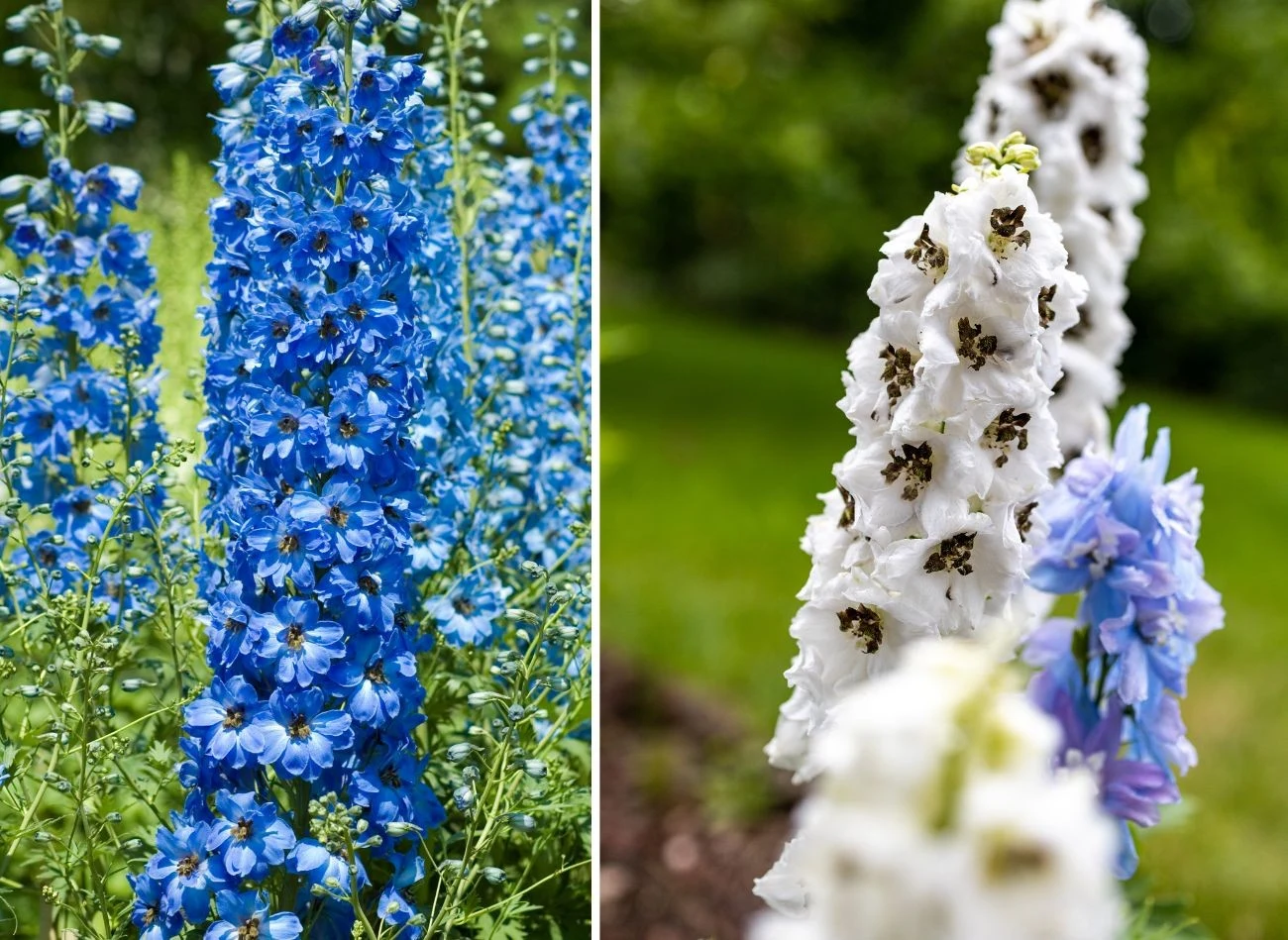 Ostróżka występuje w wielu barwnych odmianach. Jej kwiaty różnią się kształtem i budową. Fot. gardendata/Rafał Rutkowski