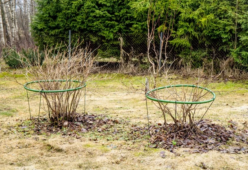 Nawożenie porzeczek jest niezbędne do prawidłowego wzrostu i obfitego owocowania krzewów