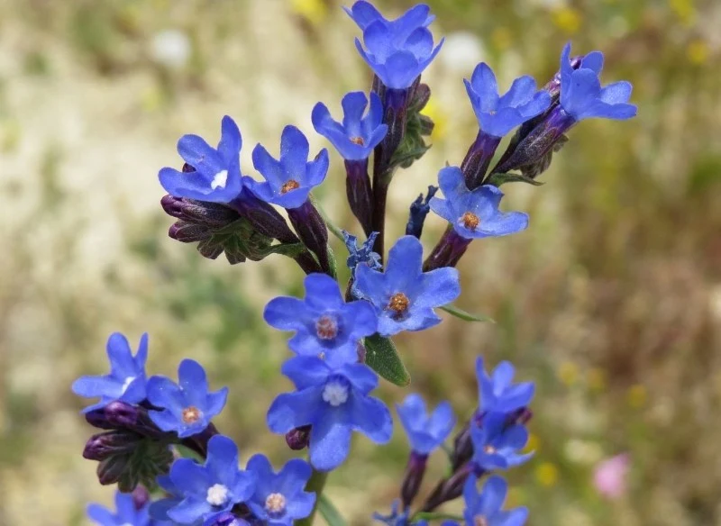 Wysiew nasion farbownika lazurowego możemy rozpocząć już w lutym