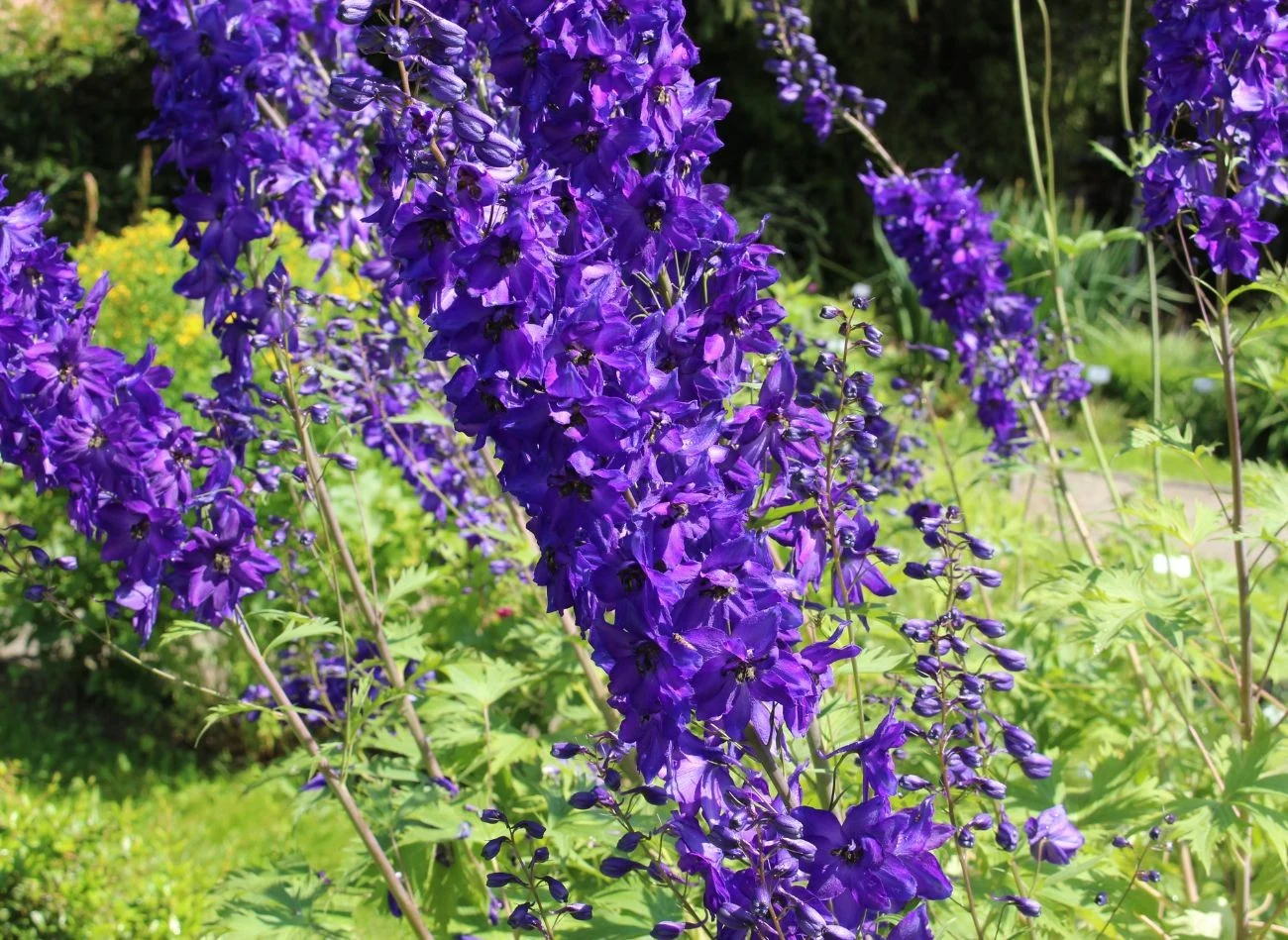 Ostróżka ma głęboki korzeń, najlepiej rozwija się na stanowiskach słonecznych.