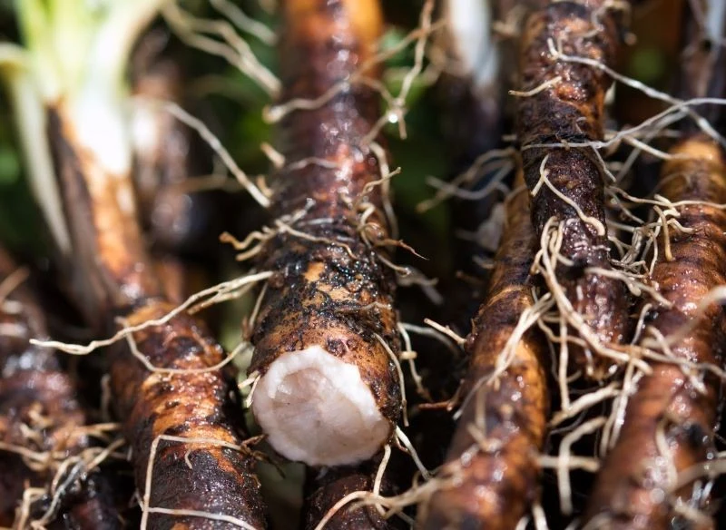 Korzenie skorzonery warto wyrywać ostrożnie i po wcześniejszym obfitym podlaniu stanowiska uprawy
