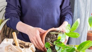 Skąd wiadomo, że zamiokulkas potrzebuje przesadzenia? Daj mu najlepsze podłoże, odwdzięczy się