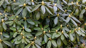 Dwuskładnikowa odżywka przygotuje rododendrony do obfitego kwitnienia.