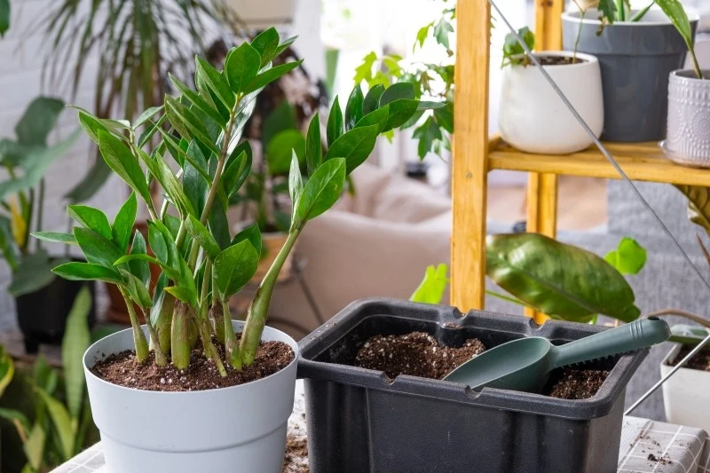 najlepsze podłoże do zamiokulkasa