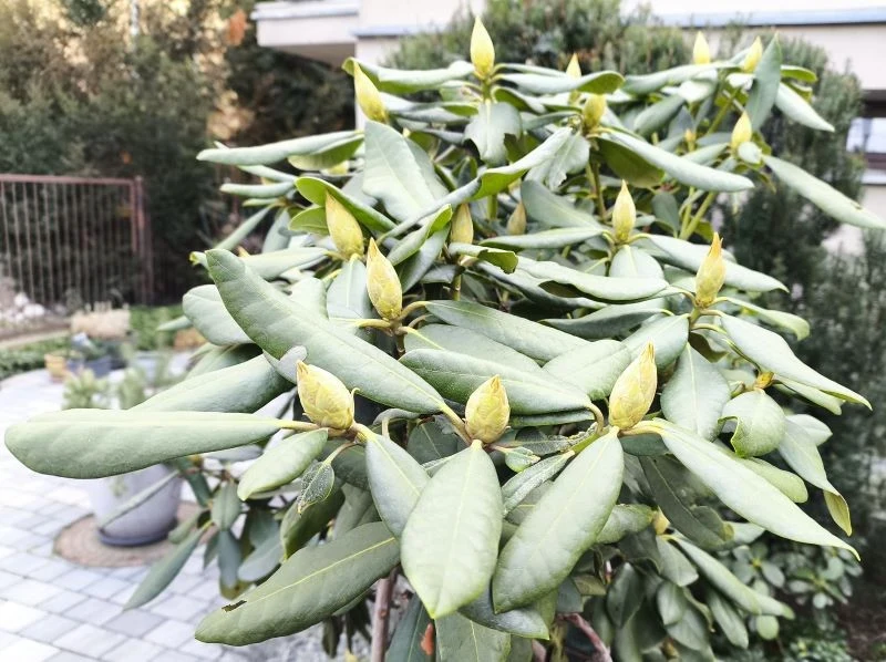 Czego potrzebują rododendrony