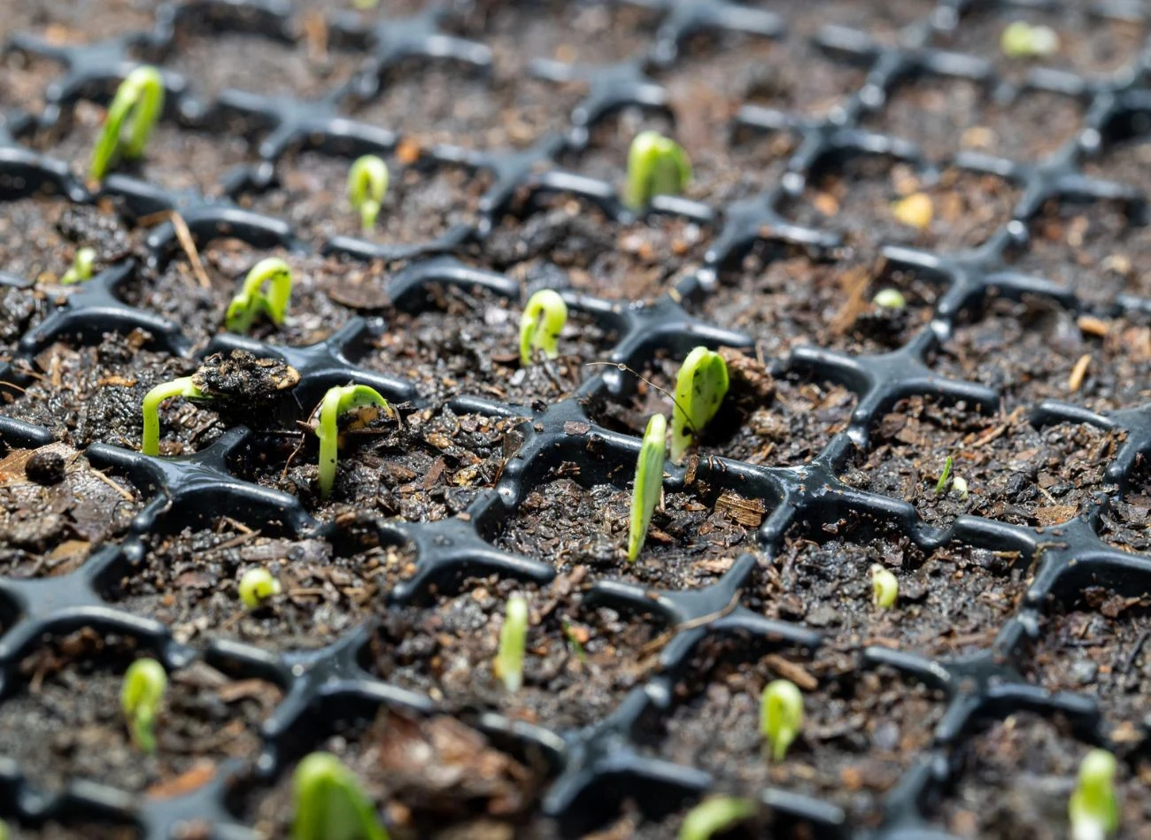 Wielodoniczki pozwalają na swobodny rozrost korzeni pora
