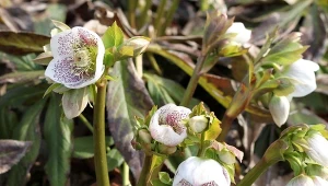W lutym koniecznie przytnij te rośliny. Za kilka tygodni zakwitną burzą kwiatów