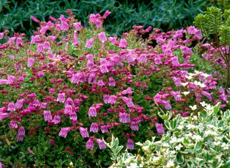 Kwitnienie penstemona robi niemałe wrażenie