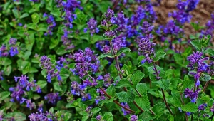 Kocimiętka jest ciekawym zamiennikiem trawnika.