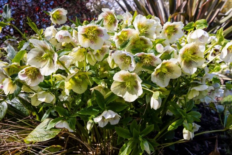 Bujne kwitnienie ciemierników wiosną - kwiaty otaczają młode liście, które wyrosły niedługo po cięciu na przedwiośniu