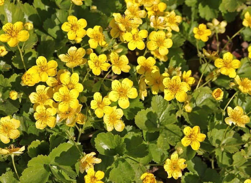 Co zamiast trawy w cieniu