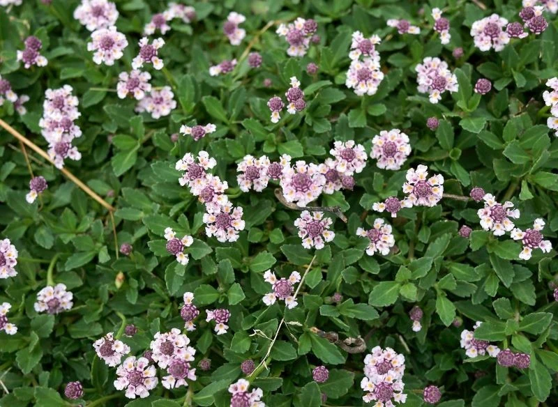 Lippia repens może być uprawiana w słońcu zamiast trawy