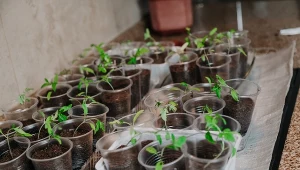 Jaka ziemia jest najlepsza do rozsad warzyw?