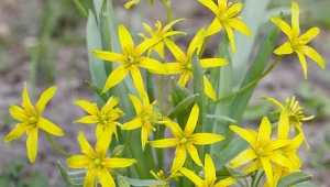 Złoć żółta to jedna z roślin, która zwiastuje nadchodzącą wiosnę. Sprawdź, jak ją uprawiać.