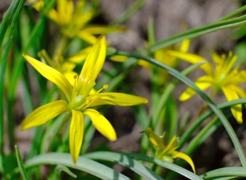 Złoć żółta zaczyna kwitnąć już w marcu, a jej kwiaty przypominają małe lilie