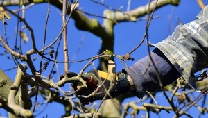 Stare jabłonie, które przestają intensywnie owocować, wymagają cięcia.