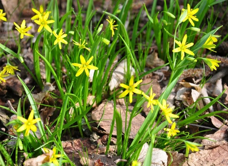 Złoć żółta wymaga stale wilgotnego podłoża, ale nie można dopuścić do jej przelania