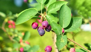 Wyjaśniamy, jakie właściwości mają owoce świdośliwy.