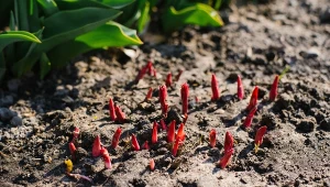 Sprawdź, jak zadbać o piwonie na przedwiośniu, aby bujnie kwitły w sezonie.