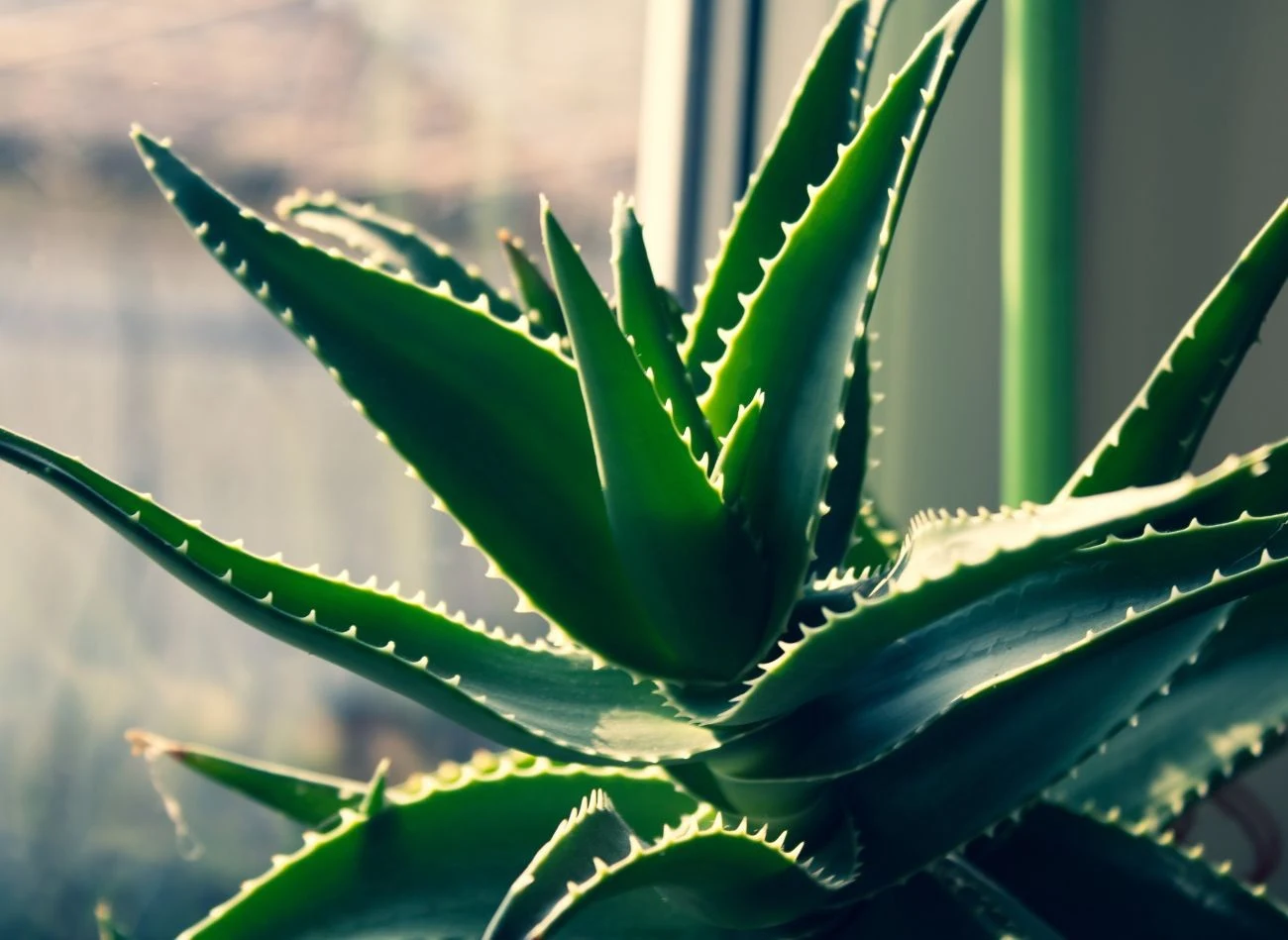 Aloes uzbrojony powinien stać na stanowisku słonecznym, ale trzeba uważać, żeby jego liście nie zostały poparzone.