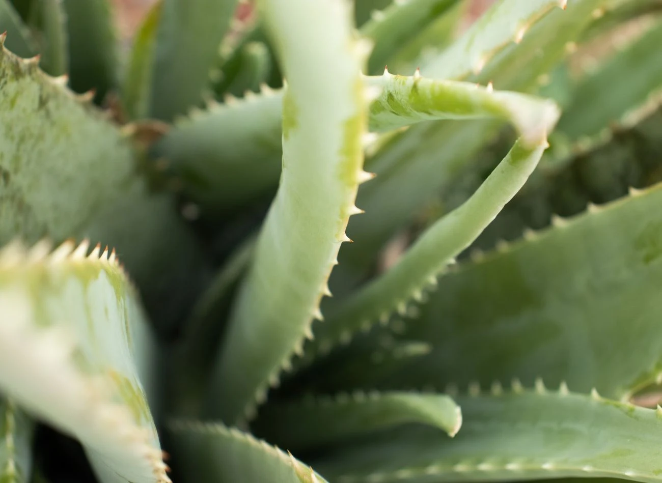 Liście aloesu uzbrojonego często zmienia przy brzegach i na kolcach.