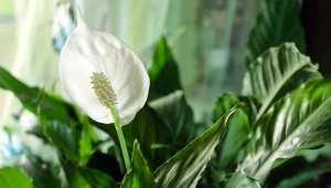 Wodą po gotowaniu ziemniaków możemy podlewać m.in. skrzydłokwiaty.