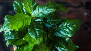 Kawa arabska w doniczce rośnie głównie "w liście", ale możliwe, że po pary latach uprawy również pięknie zakwitnie.