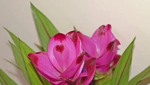 Kwiat kurkuma — jak uprawiać, na co choruje?