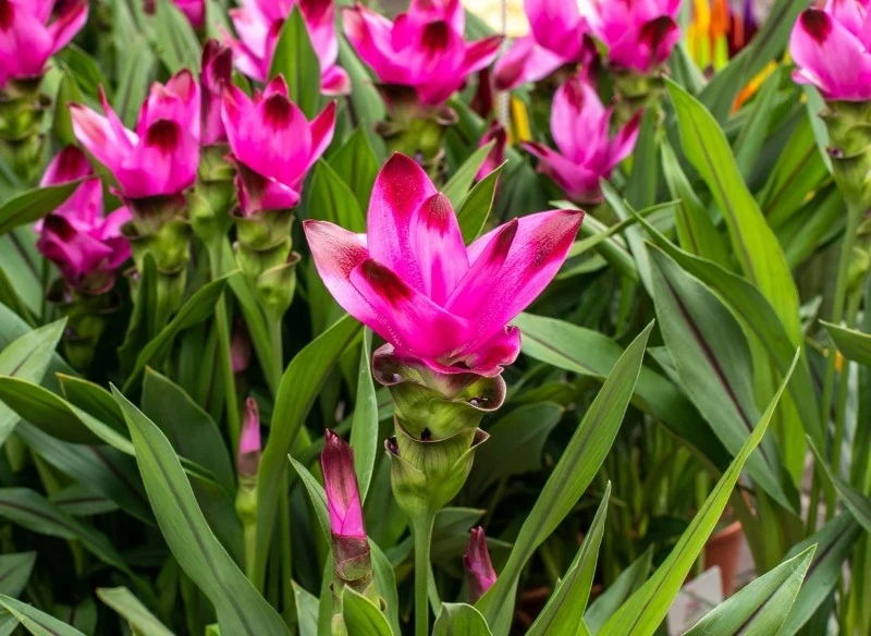 Kurkuma jest rośliną wymagającą, dlatego należy jej zapewnić odpowiednie warunki