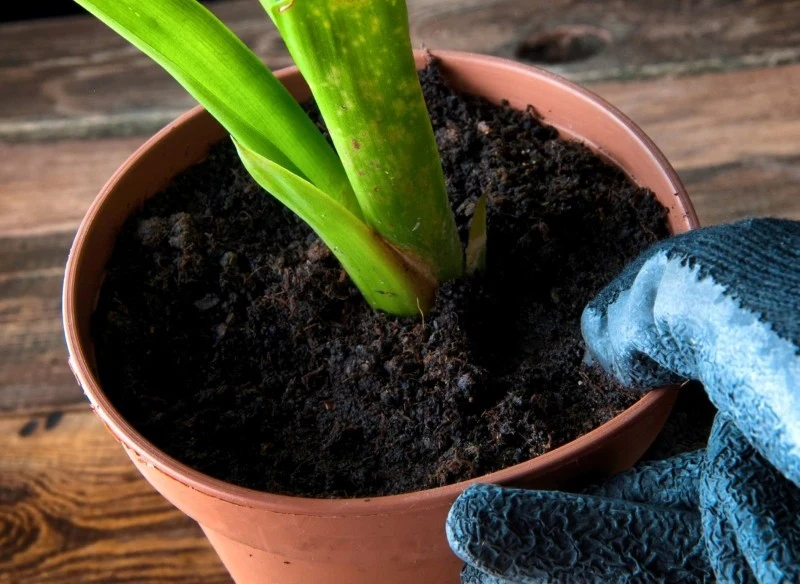 Kwiat kurkumy potrzebuje dużo wilgoci, ale nadmiar wody w podłożu może prowadzić do rozwoju chorób grzybowych