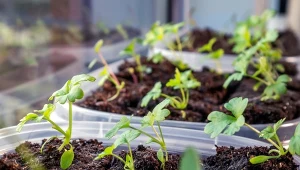 Siew selera na rozsadę najczęściej przeprowadzamy w lutym lub na początku marca.