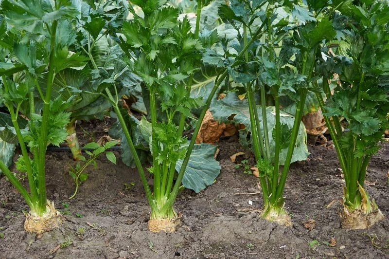 Seler korzeniowy potrzebuje żyznej i bogatej w próchnicę gleby