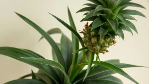 Jak uprawiać ananasa w doniczce? Poznaj jego wymagania