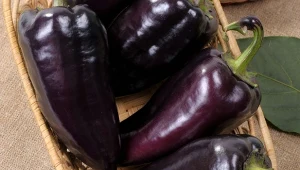 Ciekawym kolorem na grządce z pewnością wyróżni się Nokturn, nowa odmiana papryki o silnym wzroście i dorodnych, słodkich owocach.