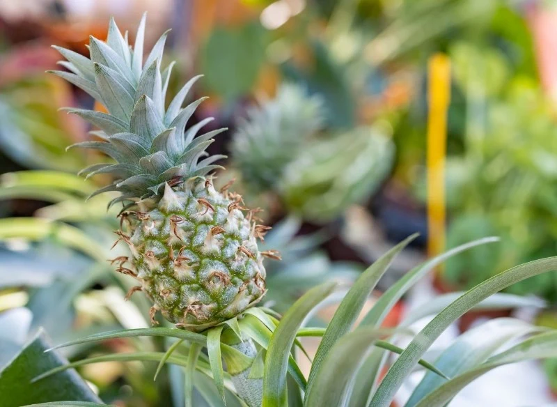 Ananas wymaga jasnego, ale nie bezpośrednio nasłonecznionego stanowiska