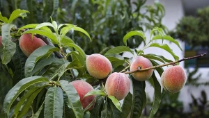 Przedstawiamy najlepsze odmiany brzoskwiń do polskich ogrodów.