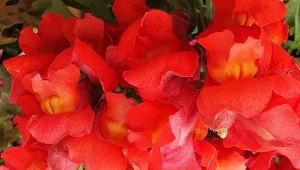 Lwia paszcza zachwyca wyjątkowym kształtem i mnogością kolorów.