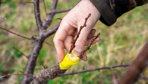 Szczepienie drzew owocowych: najlepsze techniki
