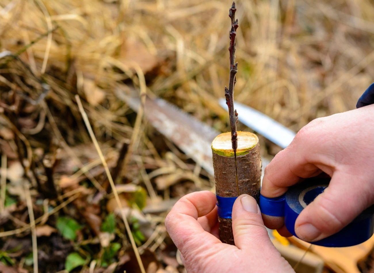Szczepienie drzew to niezawodna metoda na ich rozmnażanie oraz możliwość łączenia kilku odmian na jednym drzewie.