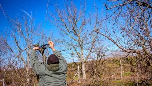 Zastanawiasz się, jak usuwać wilki z drzew owocowych, żeby nie odrastały? Umiejętne cięcie do właściwe rozwiązanie, choć niekiedy warto rozważyć ich wyłamywanie.