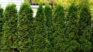 Susza fizjologiczna niszczy tuje – szczególnie zimą i na przedwiośniu.